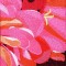 BFC0893 Window-Dahlia Splendor