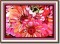 BFC0893 Window-Dahlia Splendor