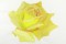 BFC0906 Yellow Roses