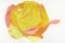 BFC0906 Yellow Roses