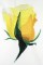 BFC0906 Yellow Roses