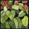 BFC0914 Stained Glass- Hollyhock Triptych
