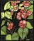 BFC0914 Stained Glass- Hollyhock Triptych