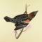 BFC0917 Audubon Birds by the Dozen