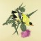 BFC0917 Audubon Birds by the Dozen