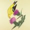 BFC0917 Audubon Birds by the Dozen- 06