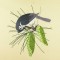 BFC0917 Audubon Birds by the Dozen