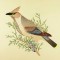 BFC0917 Audubon Birds by the Dozen