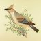 BFC0917 Audubon Birds by the Dozen- 09
