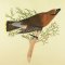 BFC0917 Audubon Birds by the Dozen- 10