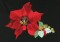 BFC0918 Four Poinsettias