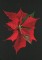 BFC0918 Four Poinsettias