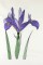 BFC0920 Botanical Print - Iris