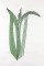 BFC0920 Botanical Print - Iris