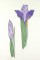 BFC0920 Botanical Print - Iris