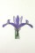 BFC0920 Botanical Print - Iris