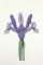 BFC0920 Botanical Print - Iris