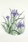 BFC0920 Botanical Print - Iris
