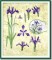 BFC0920 Botanical Print - Iris