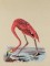 BFC0923 Audubon Water Birds by the Dozen