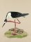 BFC0923 Audubon Water Birds by the Dozen 03