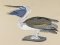 BFC0923 Audubon Water Birds by the Dozen 10