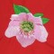 BFC0924 Four Christmas Roses