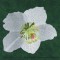 BFC0924 Four Christmas Roses