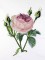 BFC0929 Redoute Roses