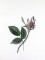 BFC0929 Redoute Roses