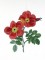 BFC0929 Redoute Roses