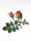 BFC0929 Redoute Roses