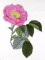 BFC0929 Redoute Roses