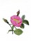 BFC0929 Redoute Roses