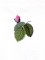 BFC0929 Redoute Roses