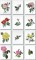 BFC0929 Redoute Roses