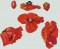BFC0935 Art Quilt Princess Ka'iulani's Poppies