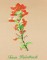 BFC0939 Texas Wildflowers I