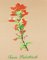 BFC0939 Texas Wildflowers I 06