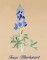 BFC0939 Texas Wildflowers I