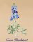 BFC0939 Texas Wildflowers I 07