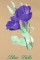 BFC0944 Texas Wildflowers II