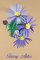 BFC0944 Texas Wildflowers II 03