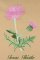 BFC0944 Texas Wildflowers II 05