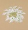 BFC0946 Texas Wildflowers III