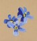 BFC0946 Texas Wildflowers III