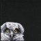 BFC0947 Window-Three Baby Owls