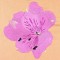 BFC0948 Alstroemeria-Peruvian Lilies