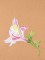 BFC0948 Alstroemeria-Peruvian Lilies
