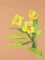 BFC0948 Alstroemeria-Peruvian Lilies